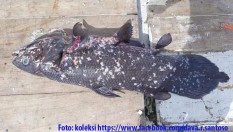 Ikan Purba Ditemukan di Raja Ampat, Ini Penampakannya