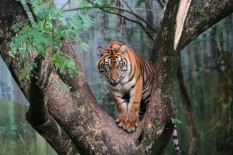 Tertembak Bius, Harimau yang Terjebak di Ruko Dievakuasi dengan Sejumlah Luka