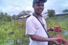 Hujan, Tanaman Cabai di Lereng Merapi Terserang Patek