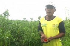 Di Bawah Ancaman Patek, Petani Nekat Tanam Cabai