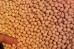 Perang Dagang AS-China Rusak Harga Kedelai Dunia