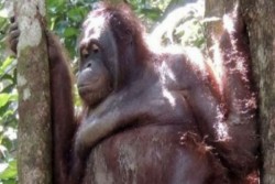 Kisah Pony Dikuak Media Asing, Orangutan yang Trauma Dijadikan Pelacur di Kalimantan