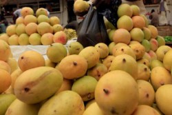 Kulit Mangga Ternyata Bisa Menjadi Solusi Pencemaran Minyak