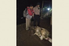 Macan Gunung Lawu Tepergok Warga Masuk Rumah, Panik Tabrak Lemari & Jebol Atap