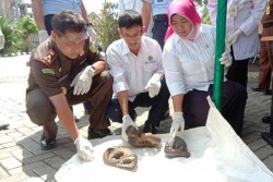 Kejari Gunungkidul Bakar 4 Trenggiling Sitaan