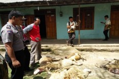 Duh, Sarang Macan Gunung Lawu Rusak, Diduga Ulah Pemburu