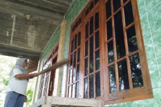Jijik, Ribuan Ulat Bulu Serang Permukiman di Kulonprogo, Warga Sampai Mengungsi