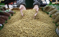 Protein Kedelai Bermanfaat untuk Otot hingga Turunkan Risiko Kanker