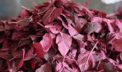 Ini Sederet Manfaat Bayam Merah