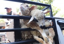Tepergok Memperkosa Kambing, Pelaku Ungkap Tak Ada Paksaan Tapi Suka Sama Suka