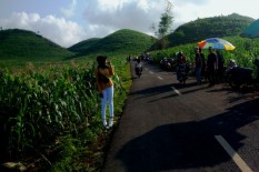 Ini Wisata Ladang Jagung yang Viral di Gunungkidul, Mirip Bukit Teletubbies