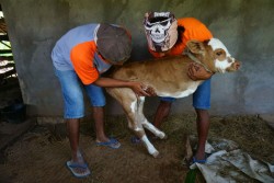  Sapi Berkaki Dua di Gunungkidul Bikin Heboh, Pemilik Mau Menjualnya