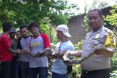Duel dengan Ular Piton Sepanjang 4 Meter, Ibu dan Anak di Gunungkidul Tergigit