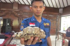 Klaten Darurat Serangan Tawon, Sudah 7 Orang Meninggal karena Tersengat