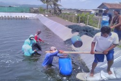 Tergusur NYIA, Penambak Udang Berharap Lahan Baru