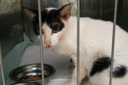Klinik Hewan Kebanjiran Pasien Kucing Terserang Panleukopenia