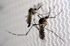 Kenali Sebelum Terlambat, Ini Gejala Demam Berdarah Dengue 