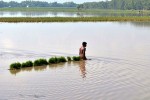 Petani di Kudus Terancam Gagal Panen, Banjir Rendam 800 Ha Padi