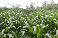Hasil Panen Jagung Melimpah, Petani Khawatirkan Isu Impor