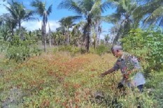 Harga Anjlok dan Serangan Hama, Petani Cabai di Sleman Merugi
