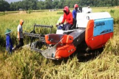 Di Gunungkidul, Penyaluran Pupuk Bersubsidi Masih Bermasalah 