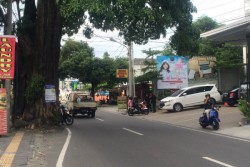 Sering Sebabkan Kecelakaan, Pohon Besar di Seturan Tidak Akan Ditebang 