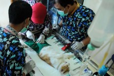 Kendalikan Populasi, Puluhan Kucing di Boyolali Dikebiri