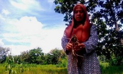 Padi Gogo 5 Hektare di Gunungkidul Diserang Hama Uret