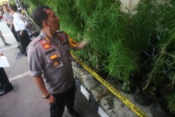 Begini Awal Mula Penanaman Ganja Seluas 1 Hektare yang Dipasarkan ke Jogja