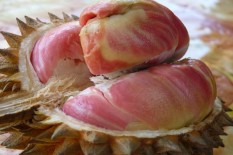 Durian Ternyata Punya Banyak Manfaat untuk Kesehatan, Stabilkan Gula Darah hingga Obat Infertilitas