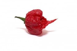 Ini Cabai Terpedas di Dunia, Namanya Carolina Reaper