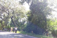 Pohon Walikukun di Tahura Playen Dirobohkan