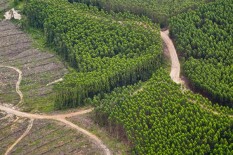 Kementerian Agraria Masih Tutupi Data HGU Prabowo, Greenpeace Lontarkan Kritik Pedas