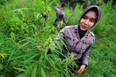 Penanam Ganja di Pot Diringkus di Banyumas, Ganja Kering untuk Obat Diabetes