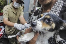 Jangan Panik Jika Tergigit Hewan Penular Rabies, Ini Langkah yang Perlu Dilakukan