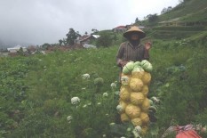 Hanya Laku Rp1.000/Kg, Petani Kubis Tawangmangu Merugi