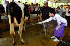 OPINI: Membangun Ketangguhan Industrialisasi Peternakan