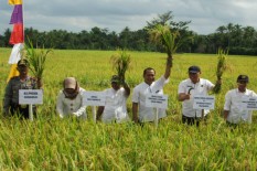 Hama Tikus Masih Menjadi Momok