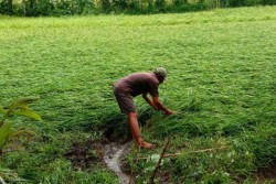 Terendam Banjir, Padi di Bantaran Kali Oya Gunungkidul Terancam Puso