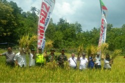 Belasan Ribu Hektare Lahan Padi di Gunungkidul Dipanen Awal Maret