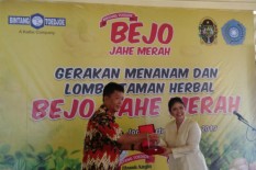 Jahe Merah Ditanam Serempak di 165 Kelurahan