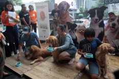 Ratusan Anjing Ikuti Incredible Dog Competition