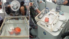 Ini Fakta Anyar Menjelang Jatuhnya Lion Air PK-LQP 