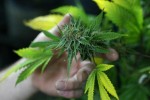 Studi Terbaru di Eropa Ungkap Penggunaan Ganja Picu Gangguan Mental