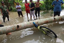 Pohon Tumbang Menimpa Siswa SMP Hingga Patah Tulang