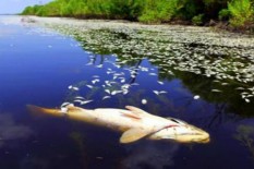 Harus Menunggu 15 Hari untuk Mengetahui Penyebab Ikan Hiu Mati di Karimunjawa