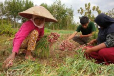 Impor Bawang Putih, Bulog Tunggu Surat Tugas Menteri BUMN