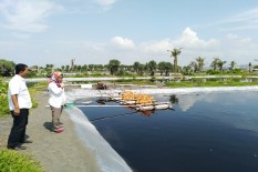 30.000 Cemara Udang Akan Ditanam Sepanjang 5,3 Kilometer untuk Lindungi NYIA dari Ancaman Tsunami