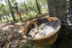 Petani Sambut Baik Rencana Jokowi Mengolah Karet Jadi Aspal