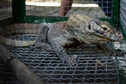 Kasus Perdagangan Komodo Libatkan Sindikat Internasional